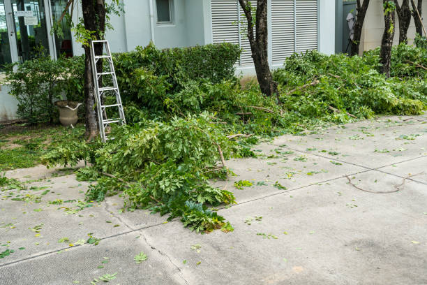 How Our Tree Care Process Works  in  Ipswich, SD